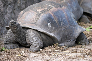 giant turtle on the beach of the island La Digue, Seychelles