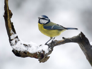 Blue tit, Cyanistes caeruleus