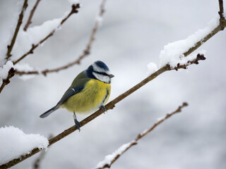 Blue tit, Cyanistes caeruleus
