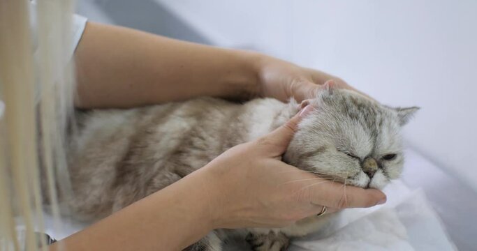 The doctor calms the cat by stroking the head in order to perform an otoscopy. A blond woman bent low examining the cat's ear canal. The concept of otoscopy in a cat.