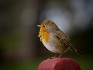 Robin Perched on a Post
