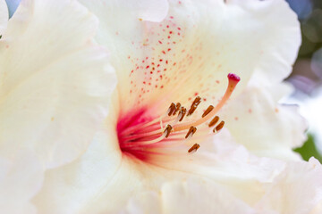 Fototapeta na wymiar Close-up white rhododendron, azalea flowers blossoming in spring or summer botanical garden. White petal pistils, stamens of flowering plant in spring park. Floral postcard. Lily flower wallpaper.