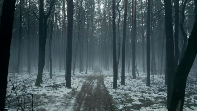 Forest fog winter haze mist tree dark mystery weather