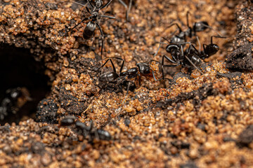 Adult Pyramid Ants