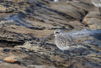 Taking a walk along the coast of the Cantabrian Sea observing different birds and the sunset!