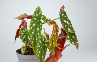 Begonia maculata leaves. The polka dot begonia close up, detail.