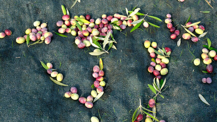 close-up olives with leaves, olive harvest, olives on the ground