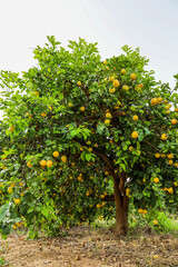 Fototapeta na wymiar View of lemon tree on farm