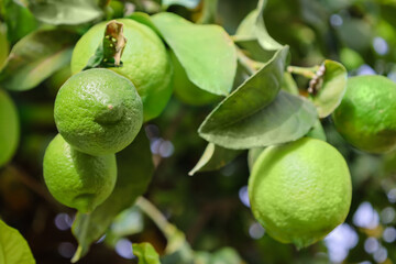 Tree with unripe lemons on farm, closeup