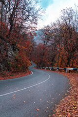 Fototapeta premium Asphalt road goes through colorful forest