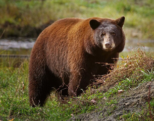 Full image of a cinnamon brown bear looking ahead