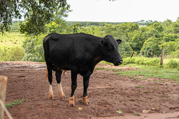 Adult male black cow