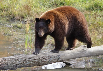 Brown cinnamon bear crossing on a log