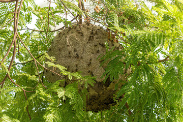 Nest of Honey Wasps