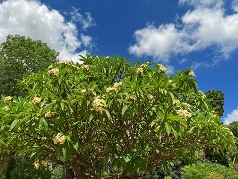 Tree with beautiful plumeria flowers on sunny day