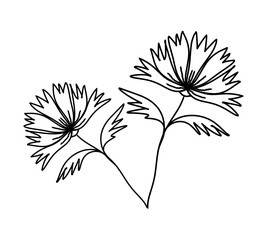 Plant with a flower, freehand drawing, with a black outline, on a transparent background, for coloring print