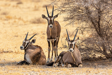 Three oryx near a tree in Etosha National Park, Namibia
