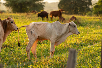 Adult white cow