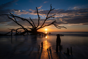 Fototapeta premium Sunrise at Driftwood Beach at Botany Bay on Edisto Island in South Carolina