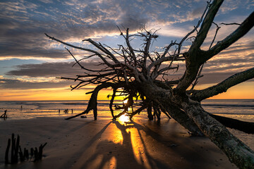 Sunrise at Driftwood Beach at Botany Bay on Edisto Island in South Carolina
