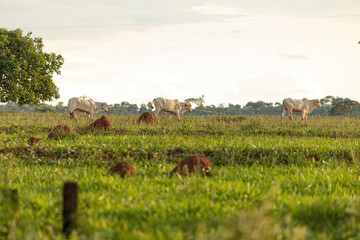 Adult white cows