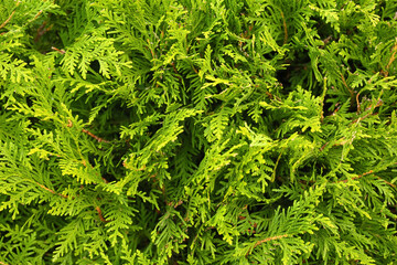 Green coniferous bush in park, closeup
