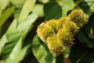 Bixa Orellana Green Seed Pods, Almatti