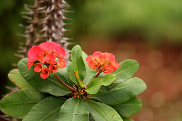 Euphorbia Milii Flowers in Almatti, Karnataka.