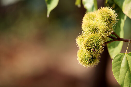 Bixa Orellana Green Seed Pods, Almatti