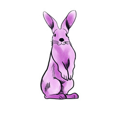 The pink rabbit  png image