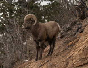 Rocky Mountain Big Horn Sheep standing boulders on a rugged mountain side