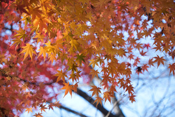紅葉のイメージ