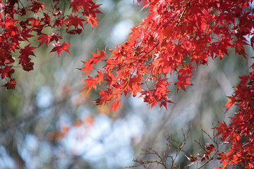 紅葉のイメージ