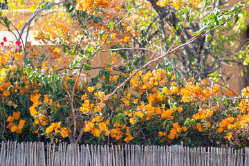 Obraz premium Flores con tonos amarillos