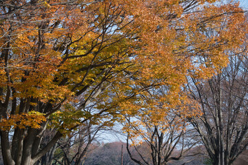 紅葉の公園