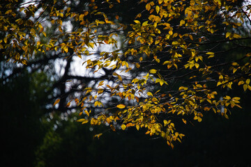 紅葉のイメージ