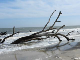 Fototapeta na wymiar Driftwood on the beach on Jekyll Island, Georgia