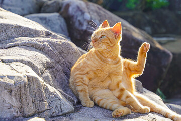 Ginger cat sit on the rock