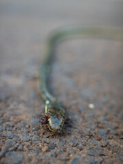 dead snake surrounded by ants