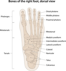 Bones of the right foot, dorsal view - obrazy, fototapety, plakaty