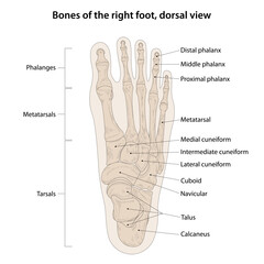 Bones of the right foot, dorsal view - obrazy, fototapety, plakaty