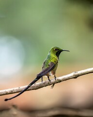 Black-tailed trainbearer (Lesbia victoriae) in Colombia