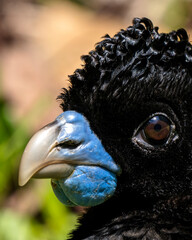 Blue-billed curassow (Crax alberti) in Colombia, rare and endemic bird.