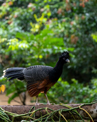 Blue-billed curassow (Crax alberti) in Colombia, rare and endemic bird.
