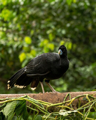 Blue-billed curassow (Crax alberti) in Colombia, rare and endemic bird.
