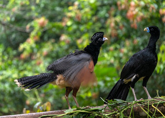 Blue-billed curassow (Crax alberti) in Colombia, rare and endemic bird.