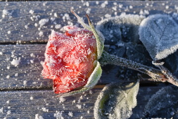 Von Eiskristallen überzogene rote Rose liegt auf einem vom Frost überzogenem Gartentisch