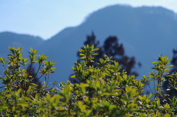 landscape photography of greenery and mountains