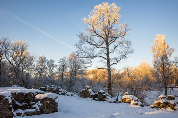 Winter setting over Mölleröds Kungsruin with hoar frost covered trees, in Hässleholm, Scania, Sweden.
