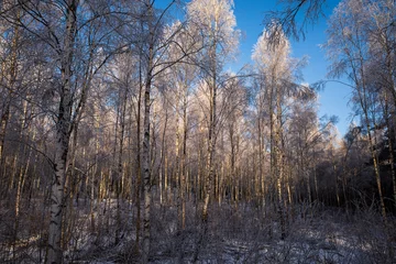 Foto auf Leinwand Forest of birch trees with hoar frost with blue sky. © Karlsson Photo